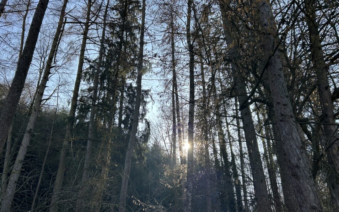 Bannwald schützen: Grüne stellen sich klar gegen Ton- und Sandabbau im Holzhauser Tal